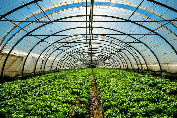 creating A nursery for vegetable garden